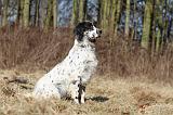SETTER ANGLAIS 086